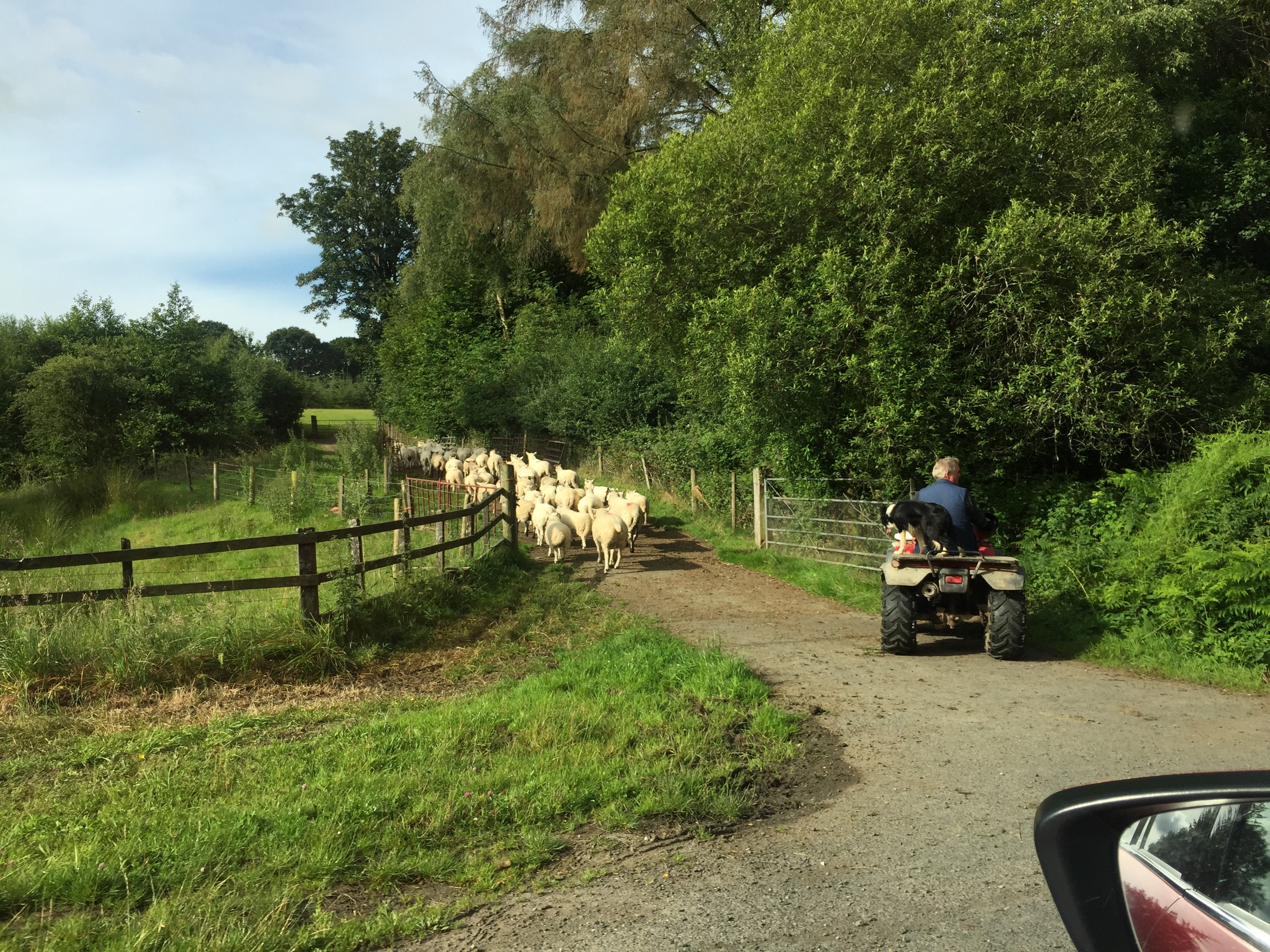 Your standard Welsh traffic jam.