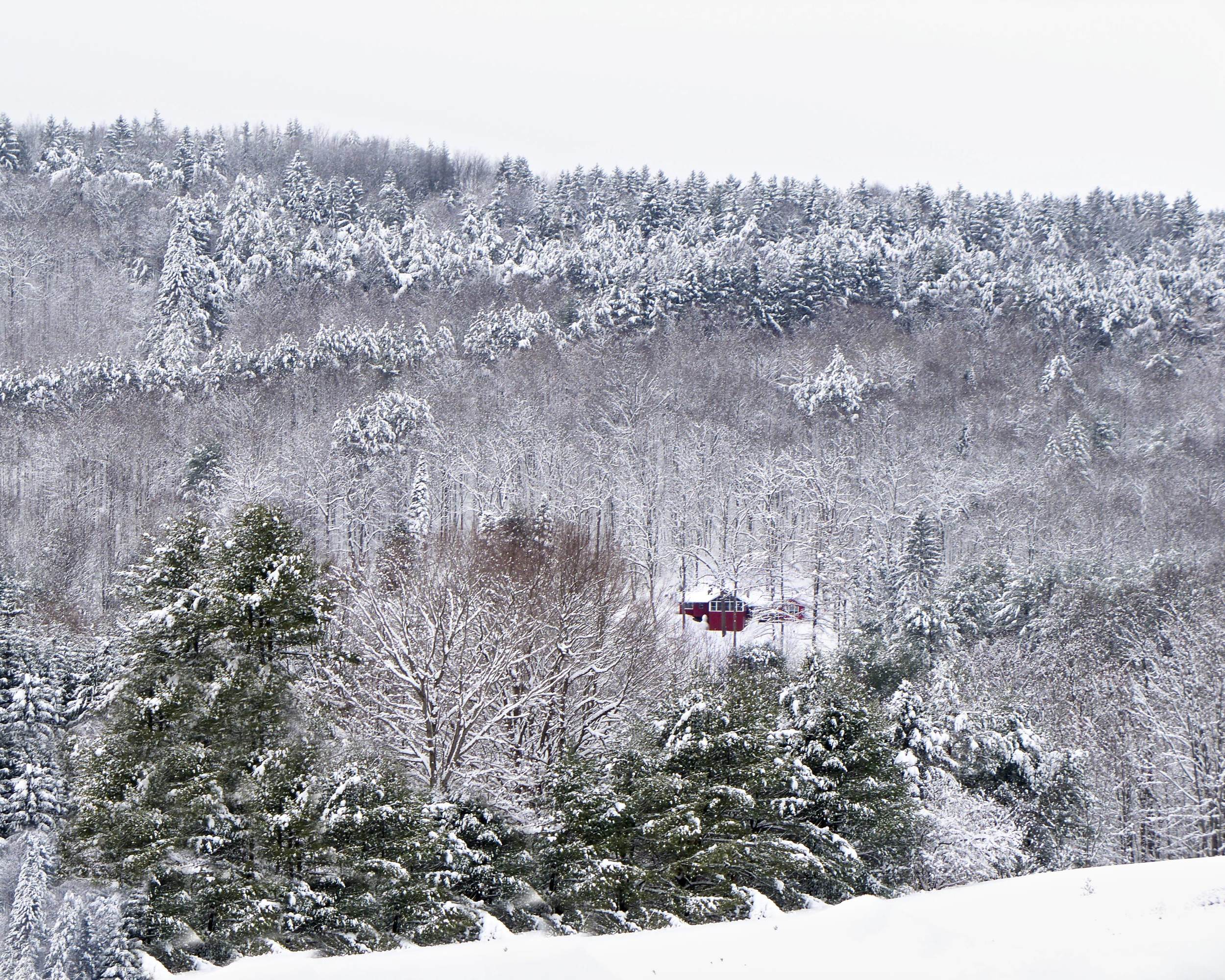 Pines of Springwater - Version 3.jpg