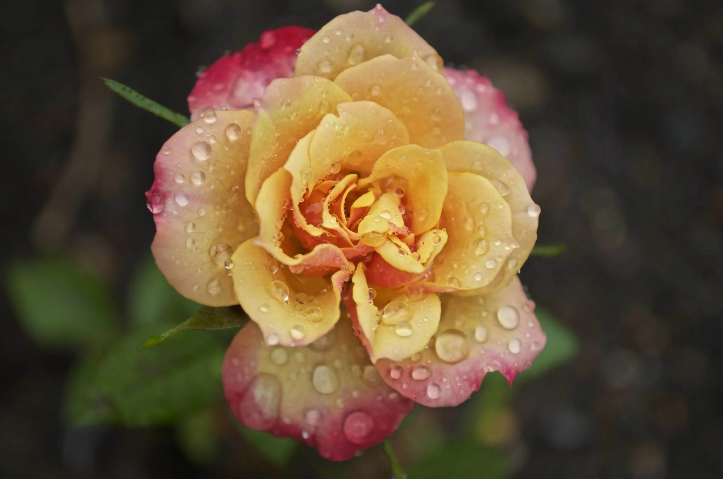 Morning Tea Rose.jpg