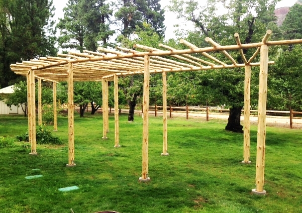 Rustic Grape Arbor