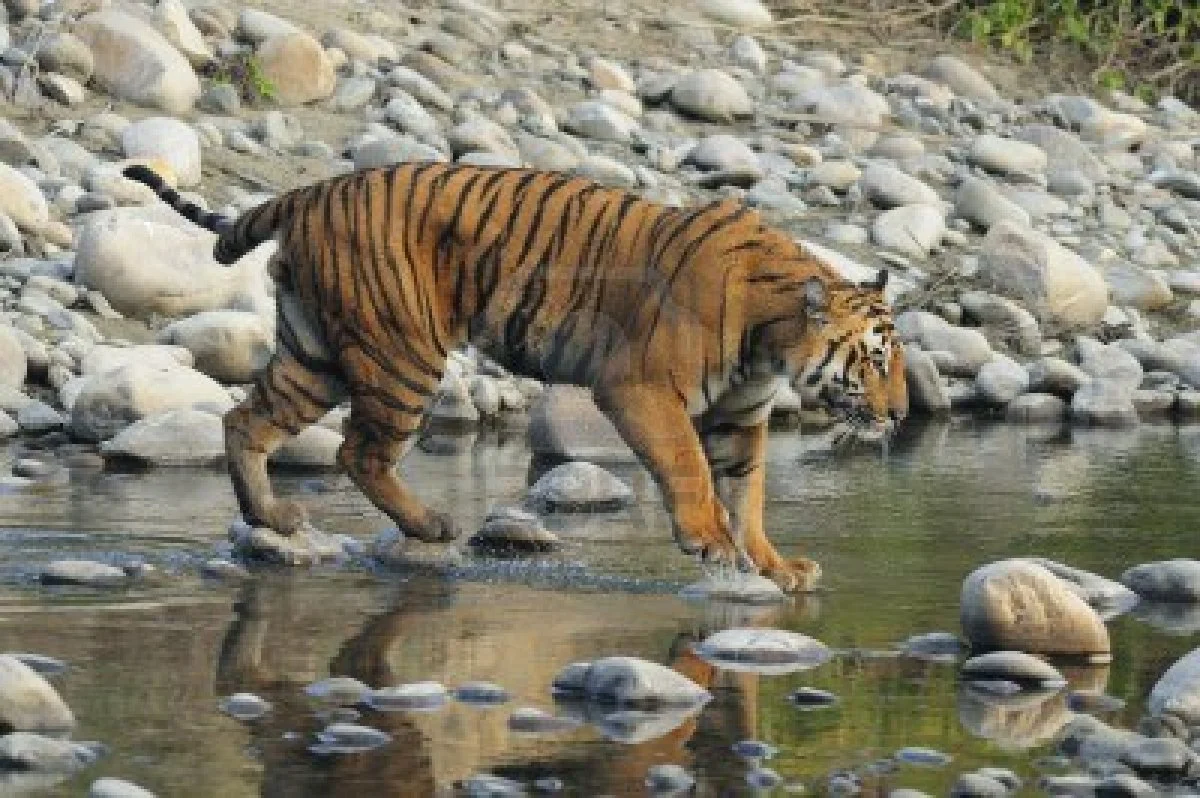 11722675-bengal-tiger-seen-in-corbett-national-park-india.jpg