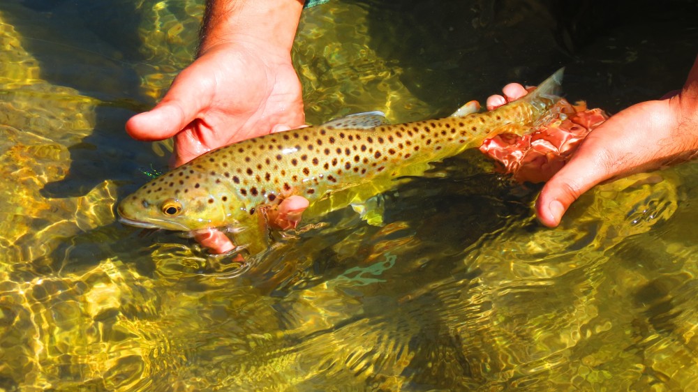 Fly Fishing and Angling Travel in India — Himalayan Outfitter