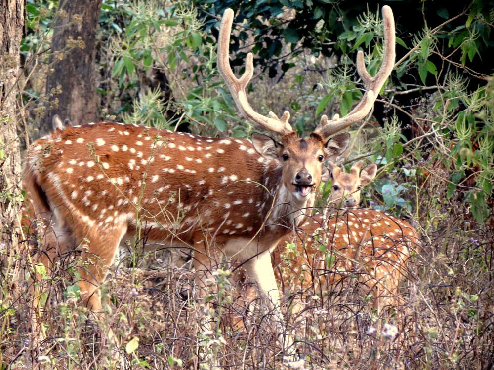 Chital Deer # Himalayan Outfitter