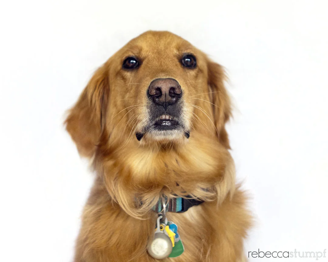 ©rebeccastumpf_chewed0966E.jpg