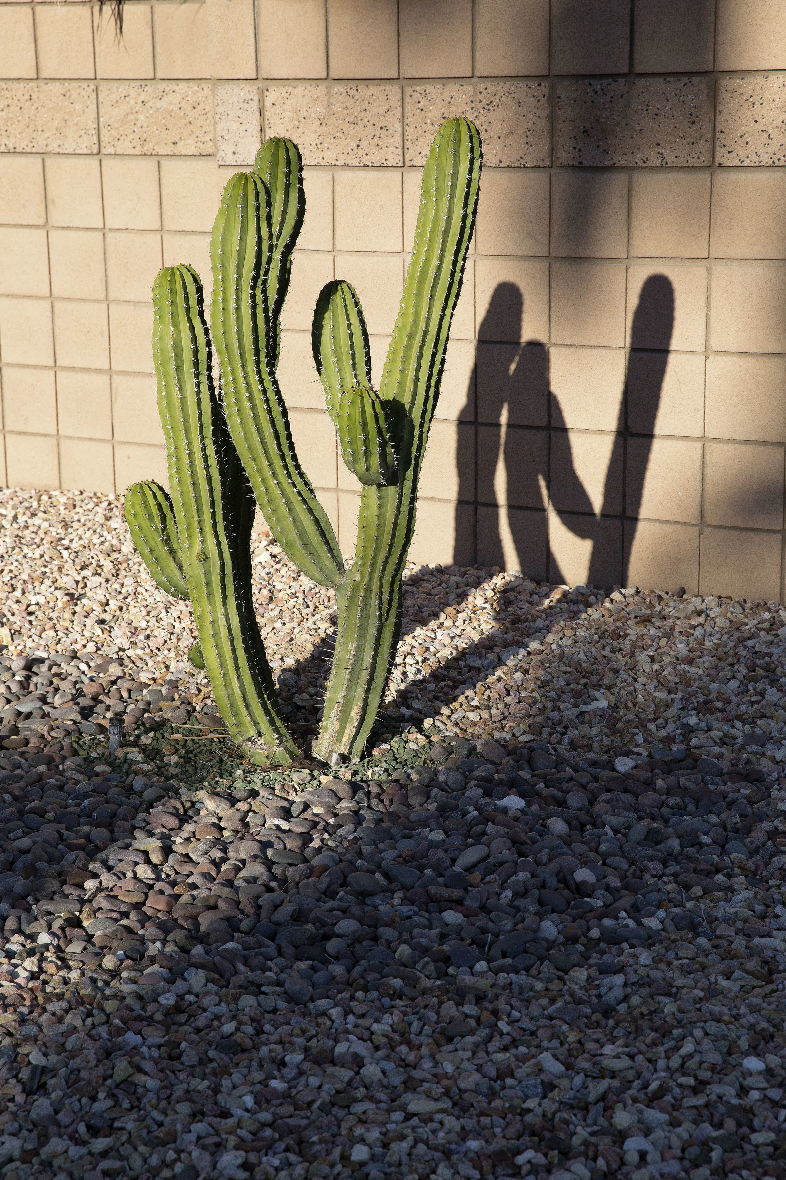Cactus in Palm Springs, California Travel Photo by Rebecca Stumpf Denver Boulder Colorado Editorial and Commercial Lifestyle Food and Travel Photographer