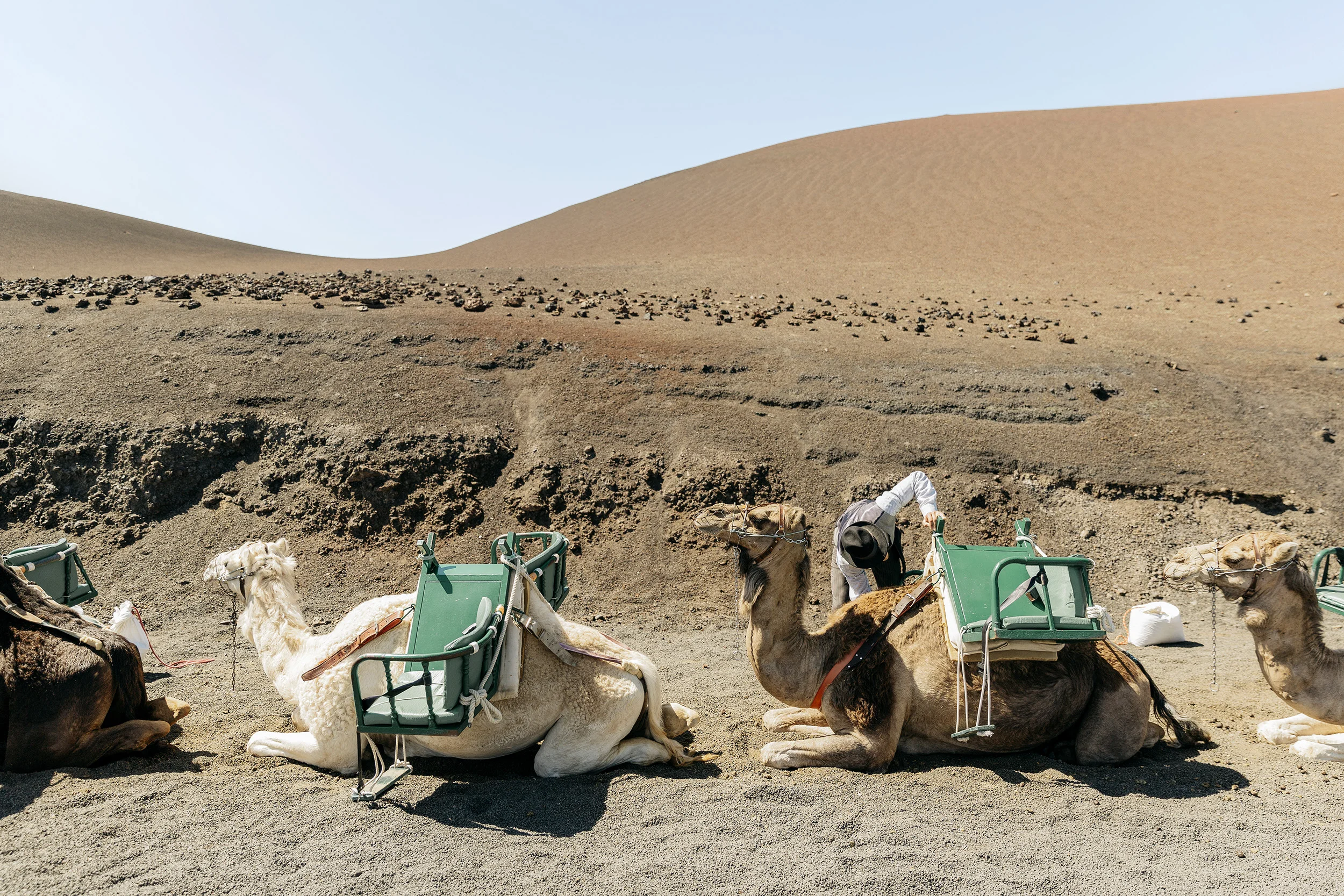 A man tends to his camels on Lanzarote in the Canary Islands by Rebecca Stumpf, Denver Boulder Colorado Editorial and Commercial Photographer.