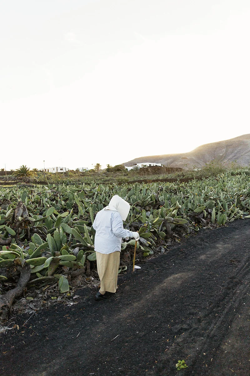 Chana Perrera of the association Milana in Lanzarote, Canary Islands harvests cochineal in her field of prickly pear cacti by RebeccaStumpf.Food.Travel.Lifestyle.Denver.Boulder.Colorado.Photographer