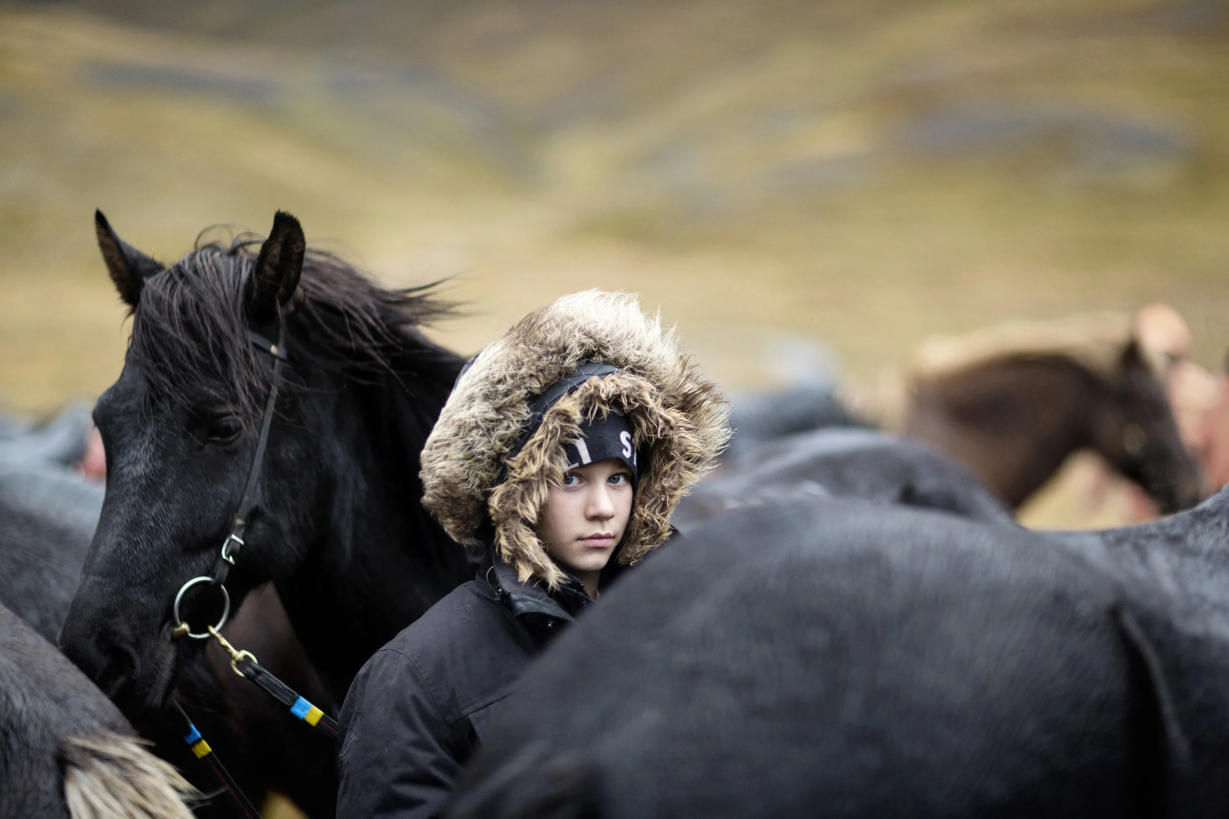 Northern Iceland - September 11th 2017: A young local girl waits with her horses before the start of the round-up. Icelandic horses are the backbone and emblem of many northern Icelandic communities. This is for a travel story on Iceland's sheep roundup.