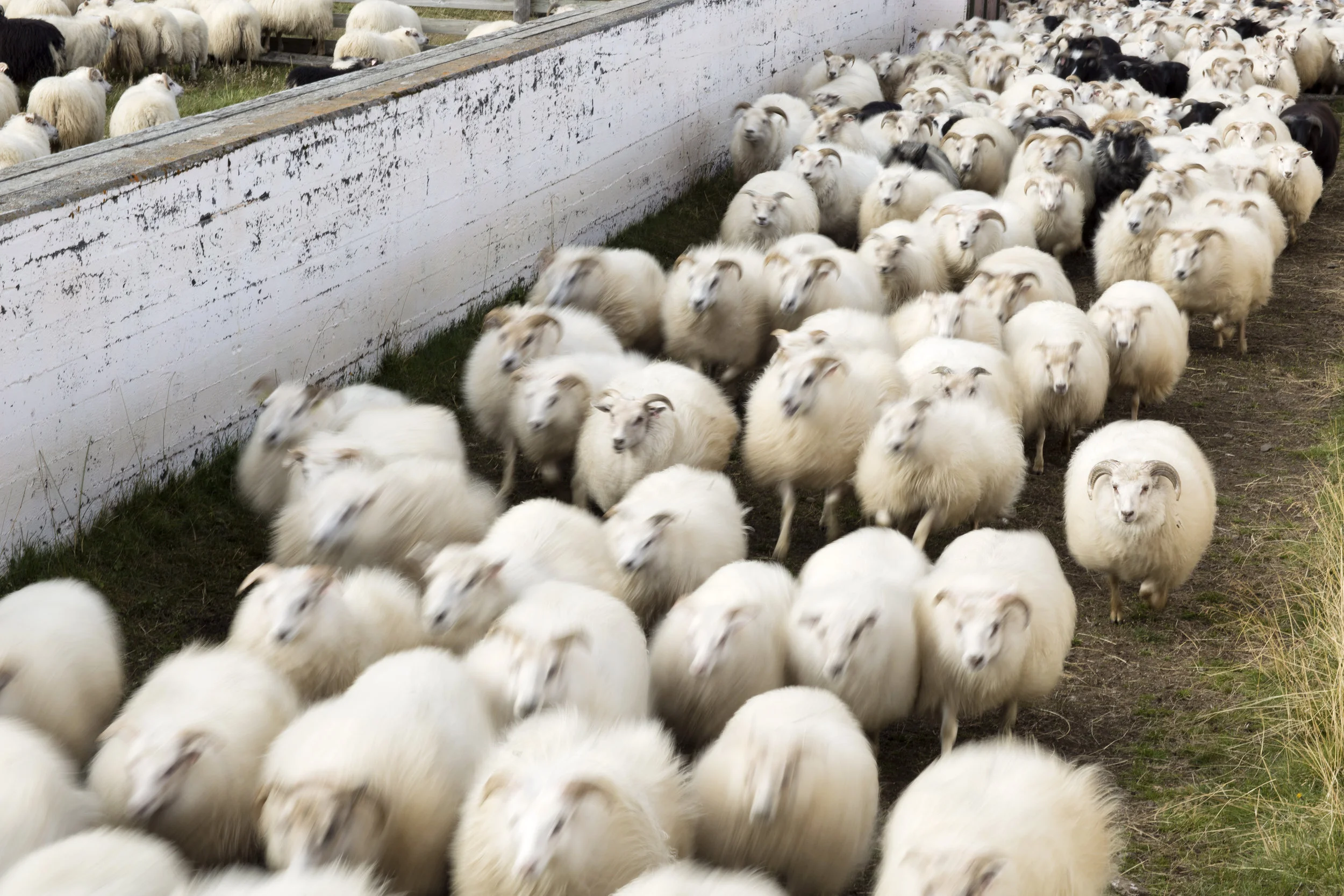 RebeccaStumpf.Food.Travel.Lifestyle.Denver.Boulder.Colorado.Photographer_RStumpf_LATimes_IcelandSheepherding_4122.jpg