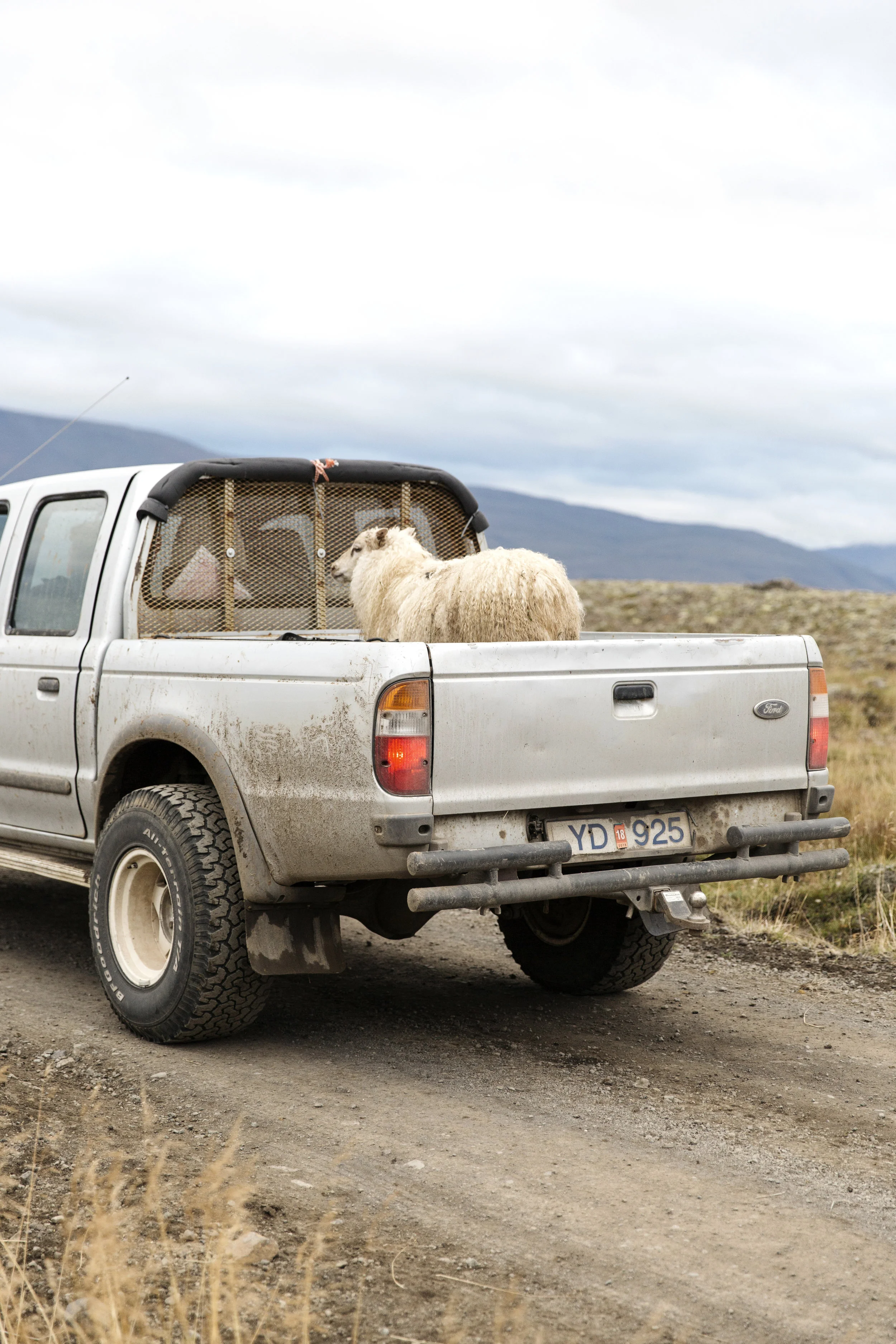 RebeccaStumpf.Food.Travel.Lifestyle.Denver.Boulder.Colorado.Photographer_RStumpf_LATimes_IcelandSheepherding_3689.jpg