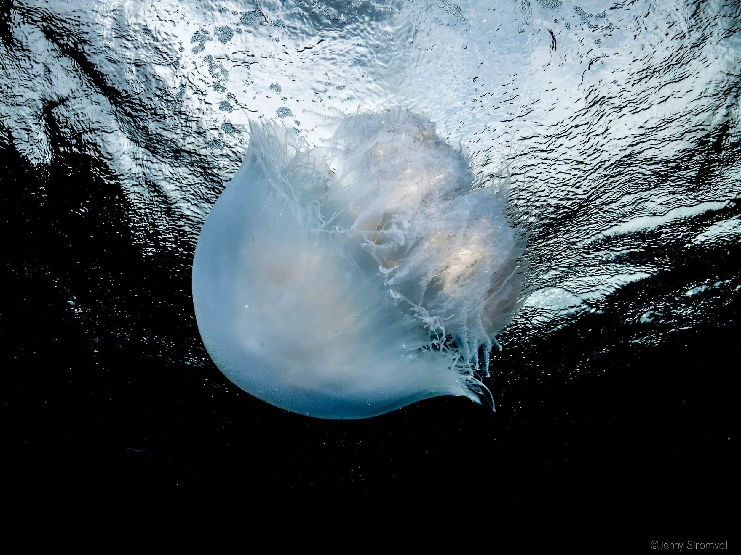 BACK TO BASICS ADVENTURES Marine Blog Ponta do Ouro Mozambique