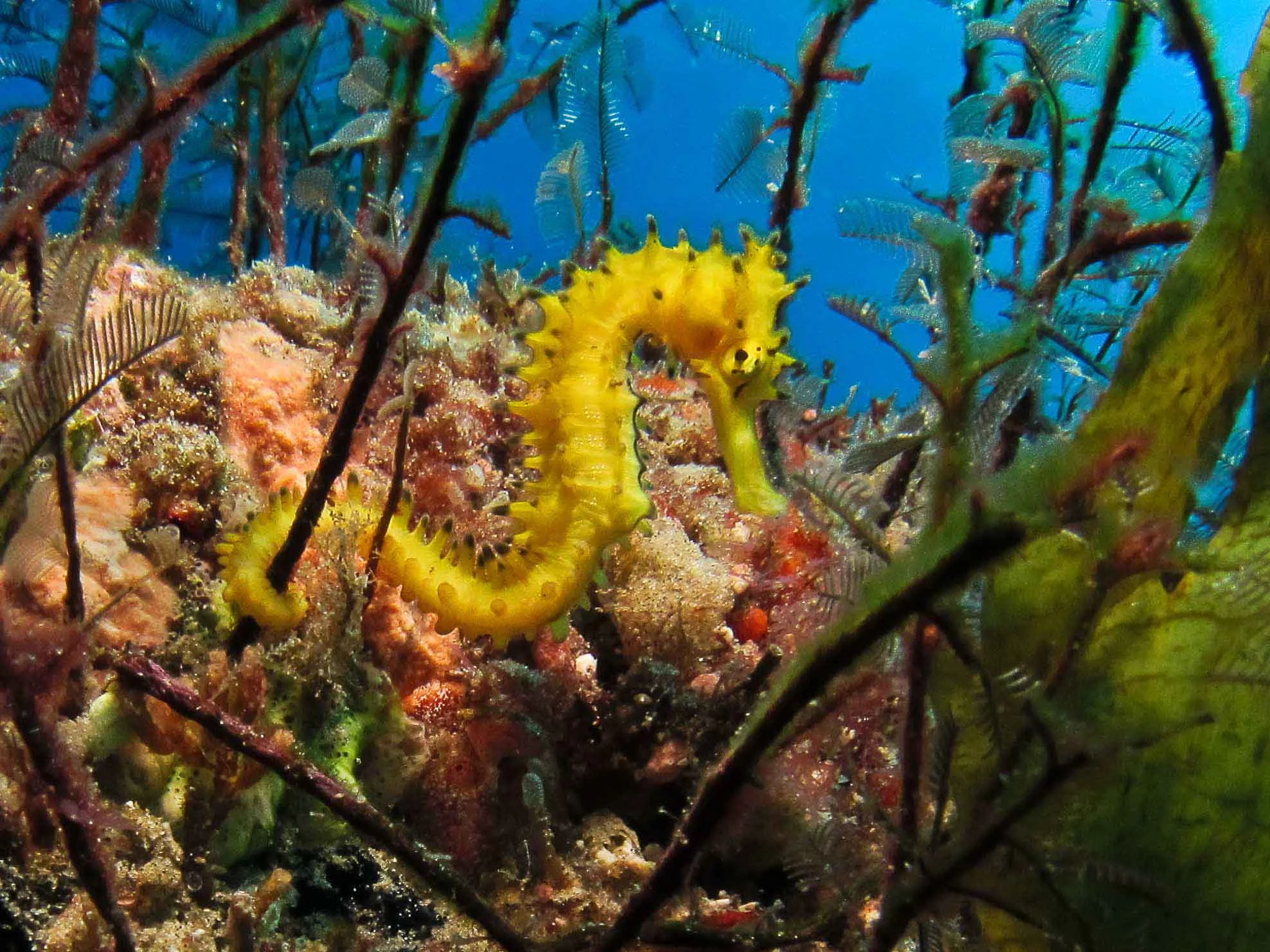seahorses use their prehensile tails to remain attached to their home reefs