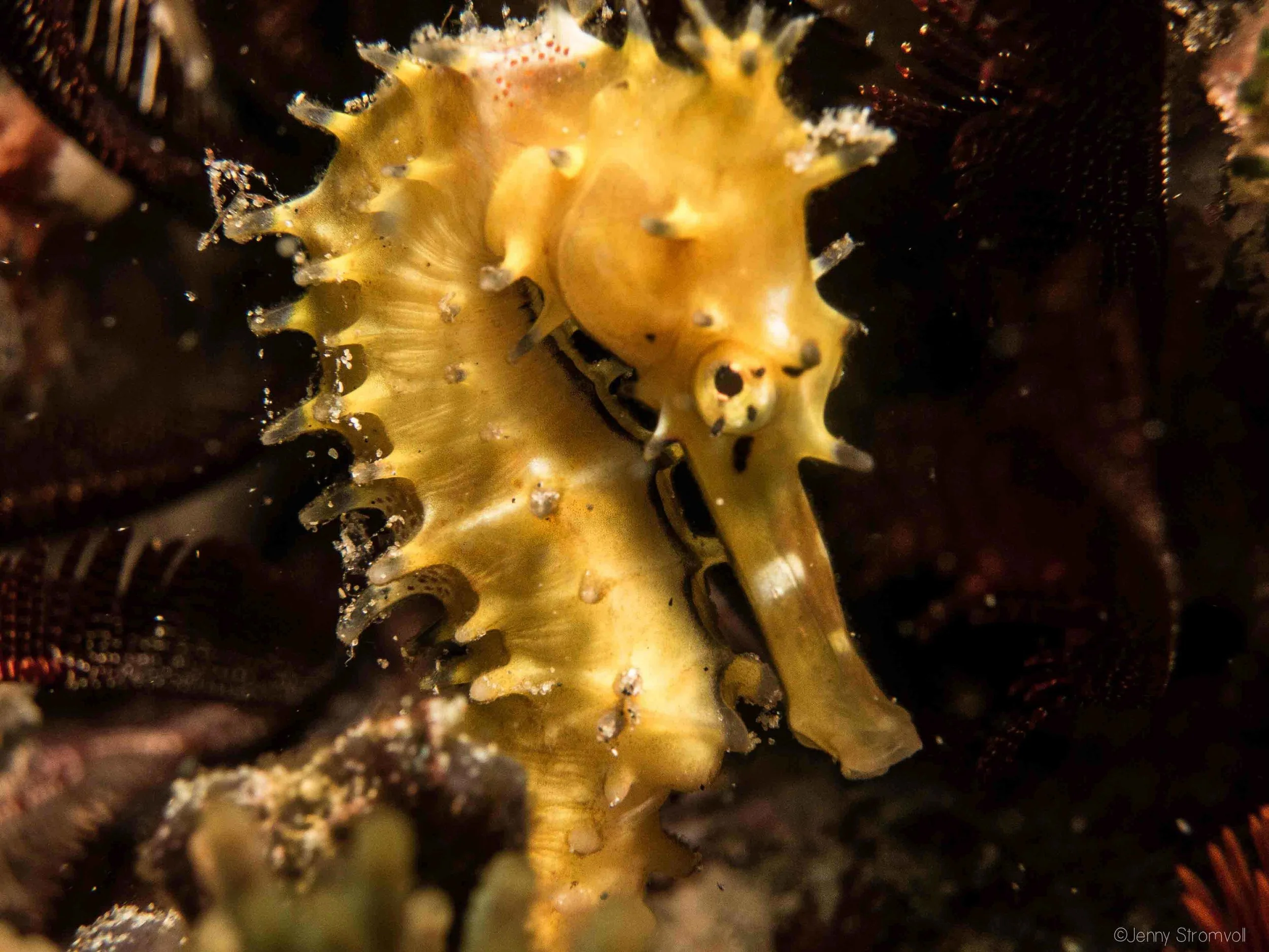 a seahorse's long snout is extremely efficient at sucking small crustaceans out of the water