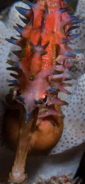 a pregnant male thorny seahorse, Hippocampus histrix , bulging belly clearly visible