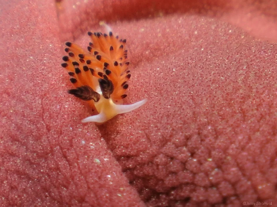 an egg-eating aeolid