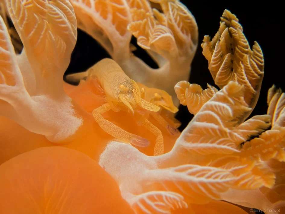 Spanish dancers are usually accompanied by a commensal shrimp, which lives on the dancers' waste products: this one is hiding in the gill rosette