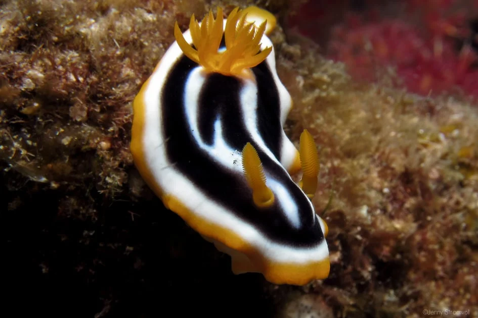 imitation is the sincerest form of flattery: the flatworm (right) mimics the nudi in the hope that predators will think it toxic and avoid it
