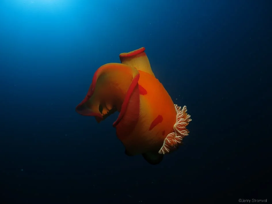 one of the largest nudibranch species, Spanish dancers are named for their practice of taking to the midwater when threatened, waving the edges of their mantles to swim