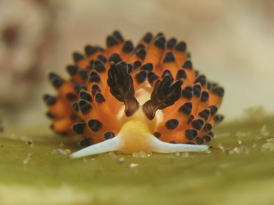 beautiful feathery rhinophores detect the environment around this nudibranch