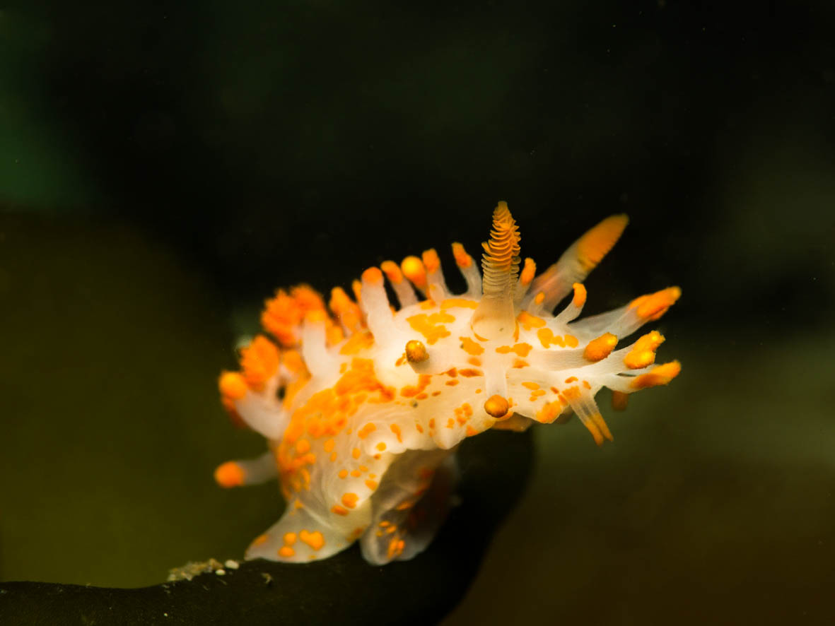 orange clubbed nudibranch