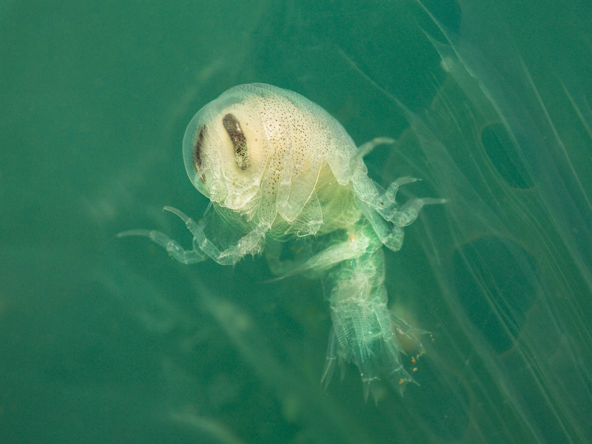 amphipod in the surface of a jelly