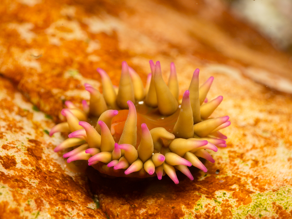 false plum anemone