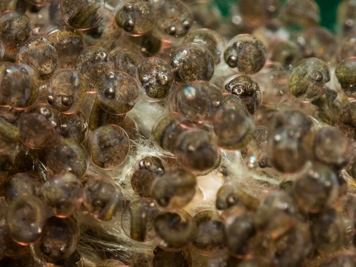 embryonic octopuses are mainly eyes