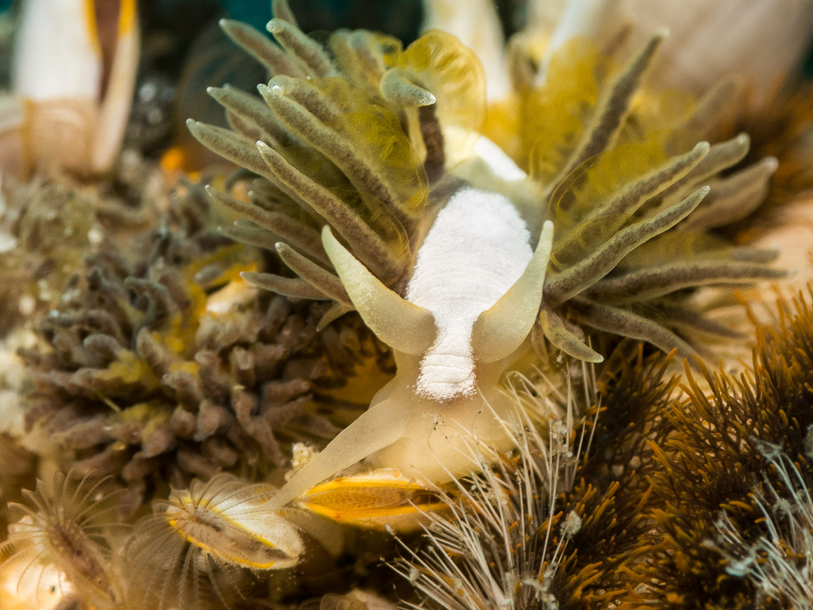 the pelagic nudibranch that can't swim or float, Fiona pinnata, tucking into a meal of gooseneck barnacles