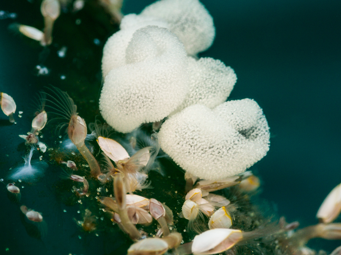 the egg ribbons of Fiona pinnata, laid right next to their food source, gooseneck barnacles