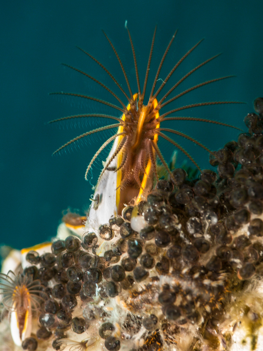 the feeding sieve feet of a goosneck barnacle loom over a clutch of embryonic octopuses