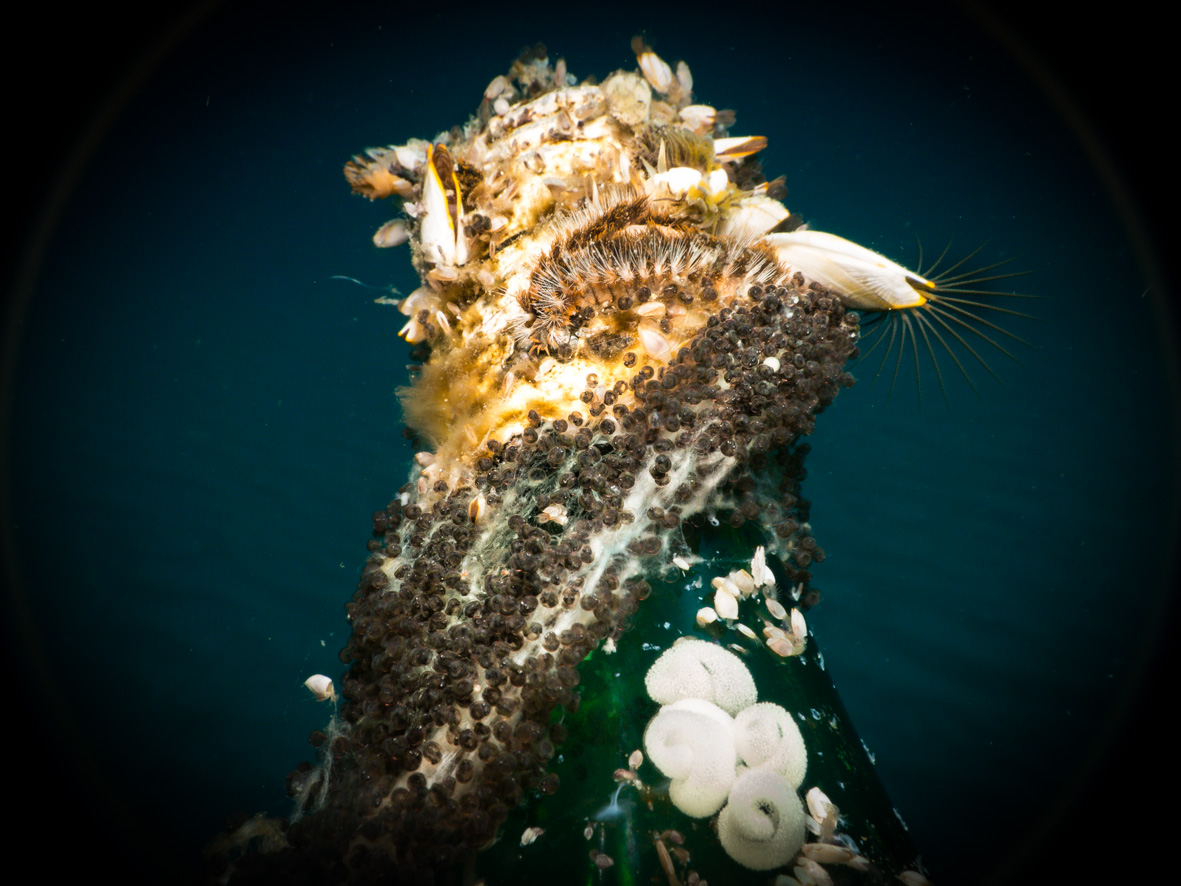 world on a bottle (scale worm, gooseneck barnacles, nudibranch egg ribbons and octopus egg cluster all visible)