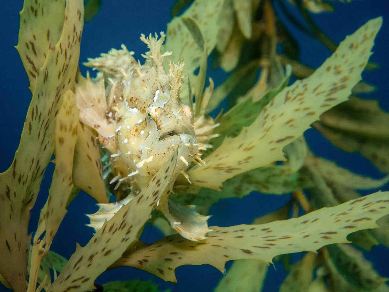 epic camo: a Sargassum frogfish