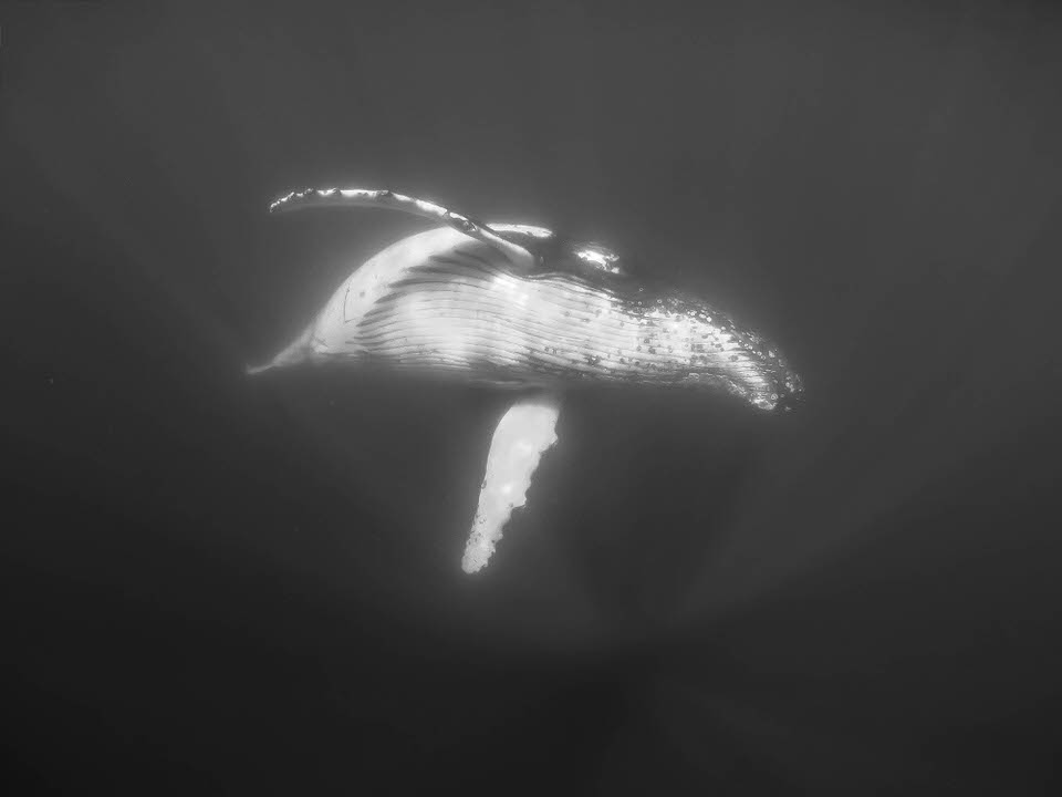 HBW_JS_UW1.jpg