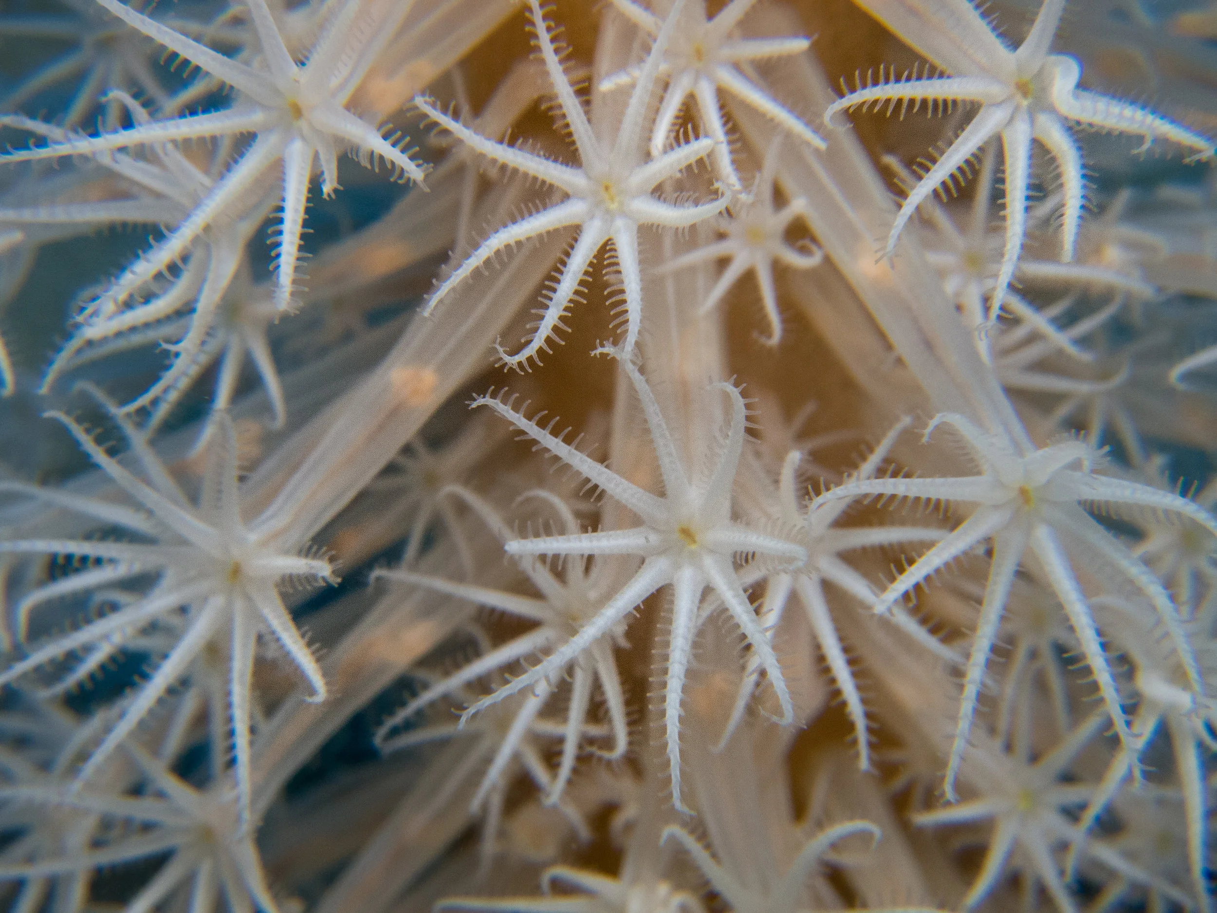 feeding polyps (autozooids) comb the water for floating food