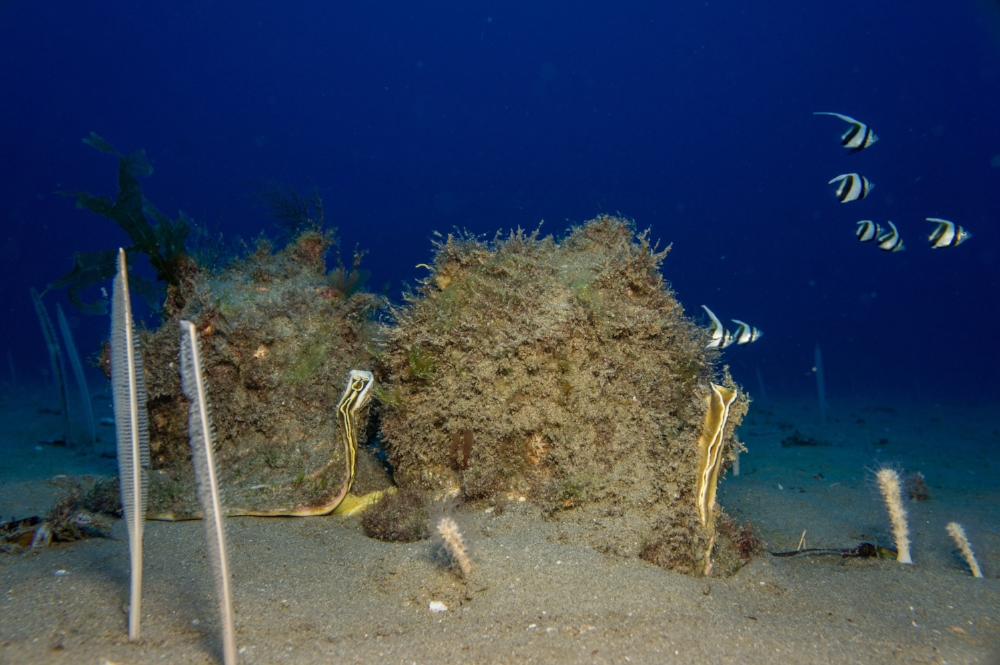 sea pen fields attract juvenile fish and huge predatory marine snails