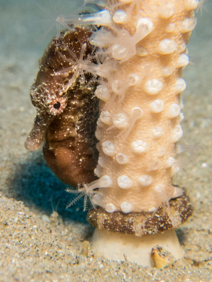 a seahorse secures itself on a sea pen against the current washing through the sea pen field
