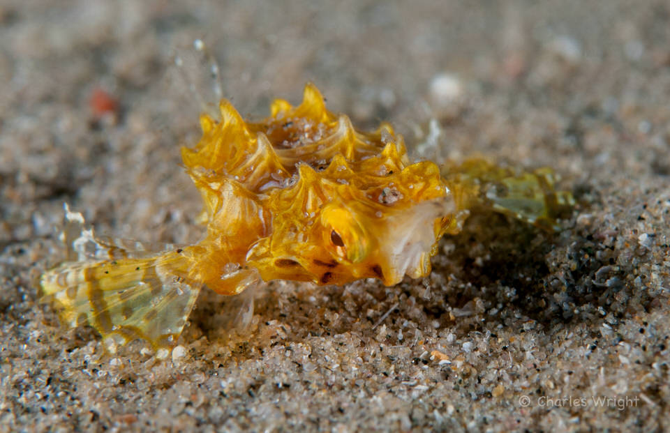 dragon sea moth