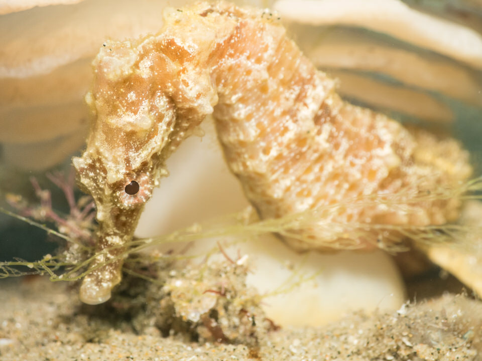 african short snout sea horse
