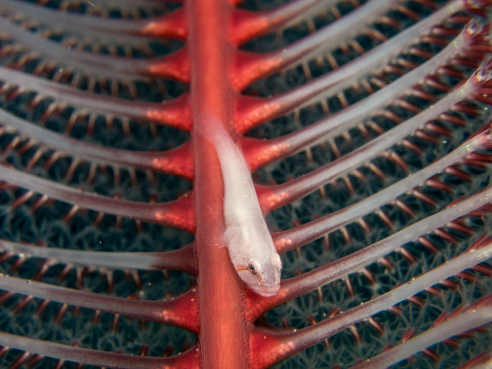 ghost goby on sea pen