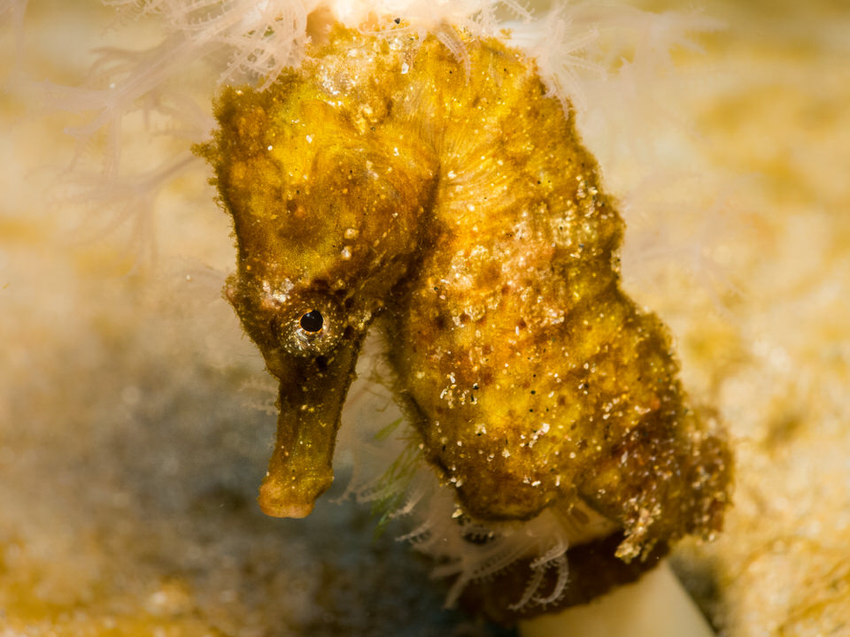 african short snout sea horse