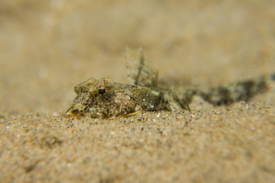 longtail dragonet fish