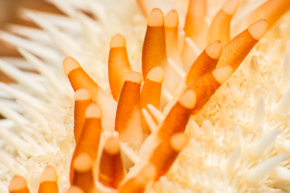 starfish tubefeet