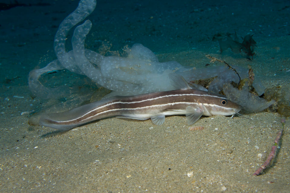 sea catfish and squid eggs