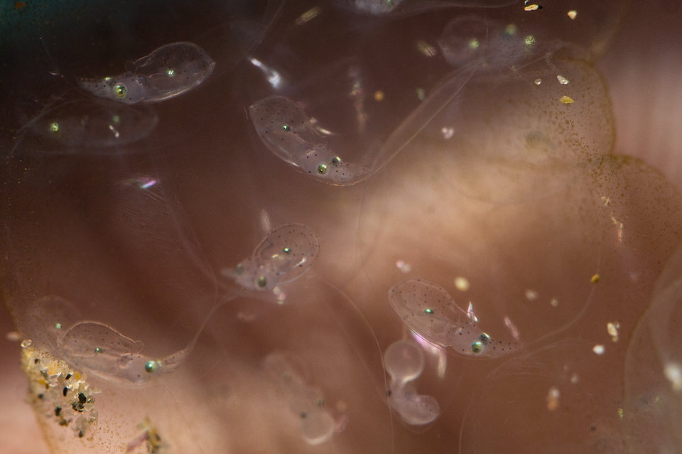 hatching squid
