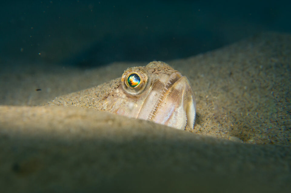 lizardfish