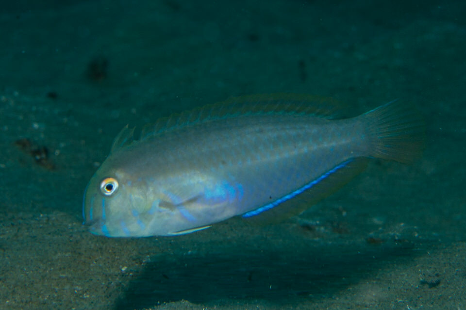 razor wrasse