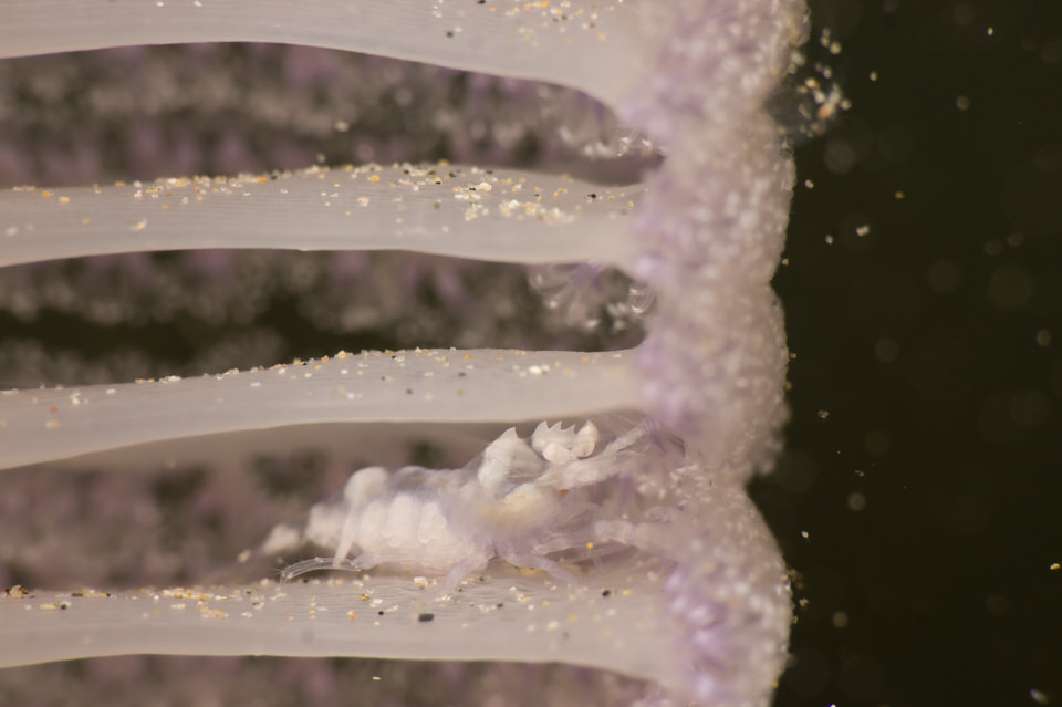 sea pen shrimp