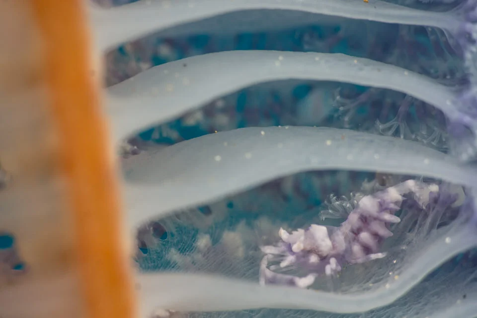 sea pen shrimp
