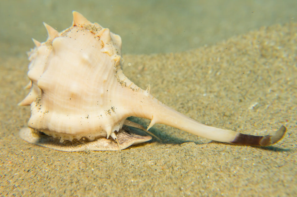 short-spined murex