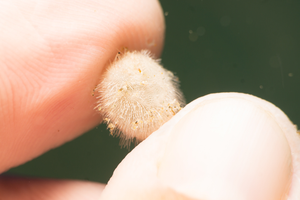 juvenile sea mouse